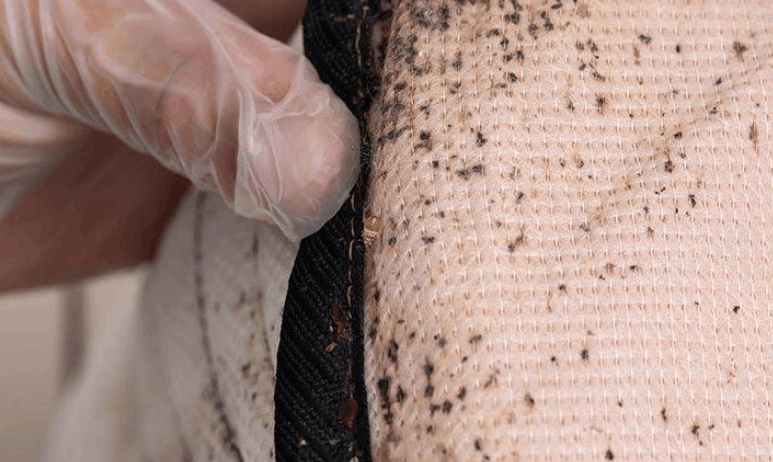 bed bug infestation