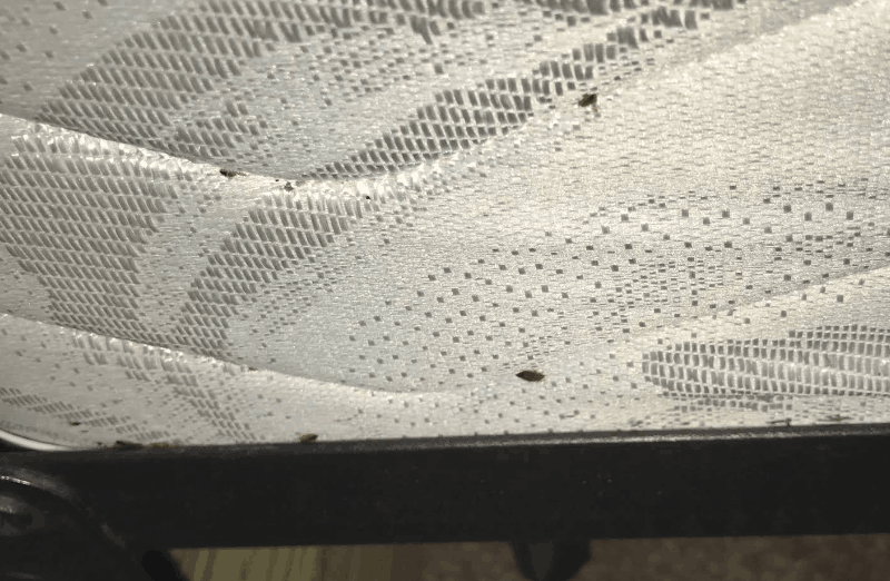 bed bug infested mattress