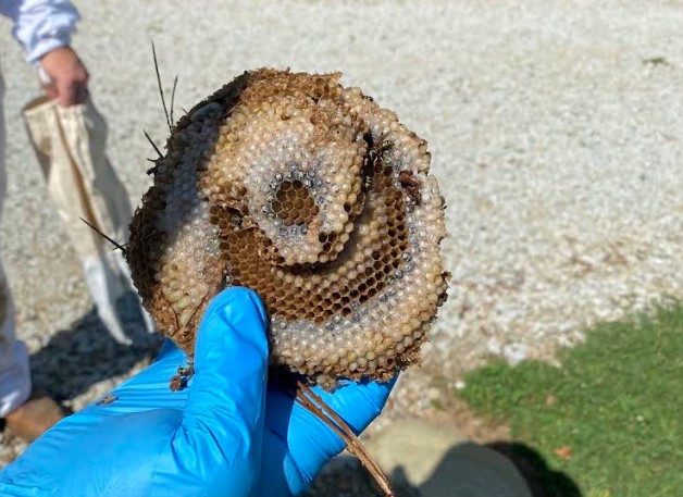 removed yellow jacket nest from greensboro home