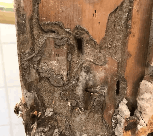 termite damage in greensboro home